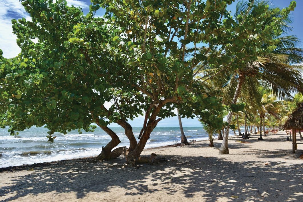 The shoreline at Hopkins, Belize